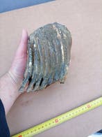 Mammouth laineux - Molaire fossile - Mammuthus primigenius, Collections