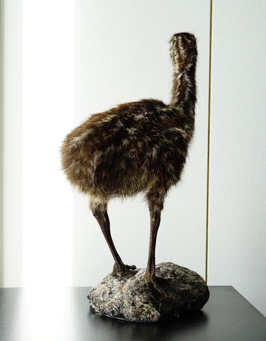 Kleine emu Taxidermie volledige montage - Dromaius, Verzamelen, Dierenverzamelingen