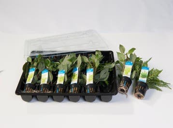 Mix pakket voorgrond planten 12 stuks (Aquariumplanten), Verzenden, Plant(en), Steen of Hout