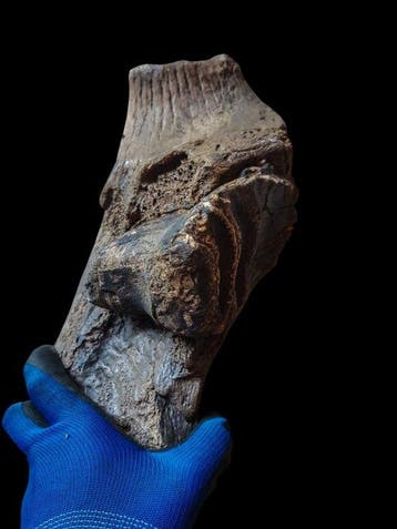 Stegodont - Mâchoire fossilisée - 40 cm - 15 cm