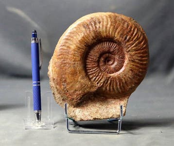 Fijn ammoniet met behoud van schelp - - Gefossiliseerd dier