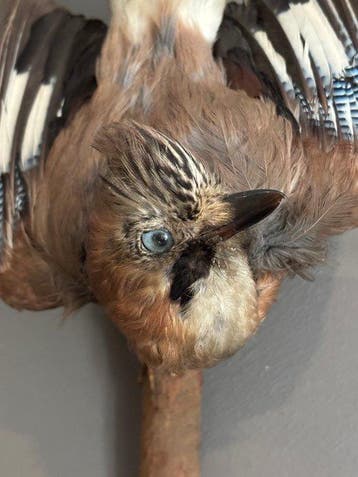 Gaai Taxidermie volledige montage - Garrulus glandarius - 35, Nieuw