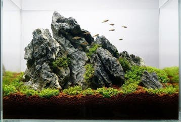 Ordinairy Tsinglung 20-30cm  - aquarium decoratie steen, Verzenden, Nieuw, Plant(en), Steen of Hout