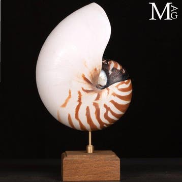 Prachtige gepolijste Nautilus pompilius-schelp - Basis van, Verzamelen, Nieuw