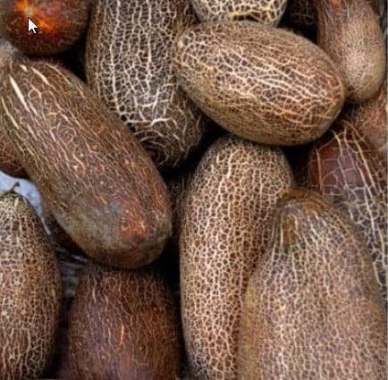 Sikkim pompoen 100 zaden, Hobby & Loisirs créatifs, Bricolage