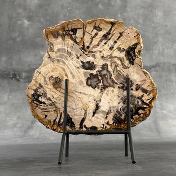 C - Prachtige grote plak versteend hout op een op maat