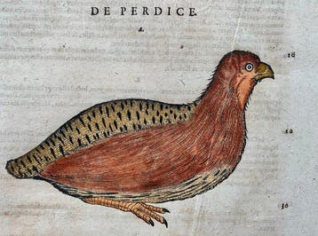Conrad Gesner - Vogelbuch - 1617
