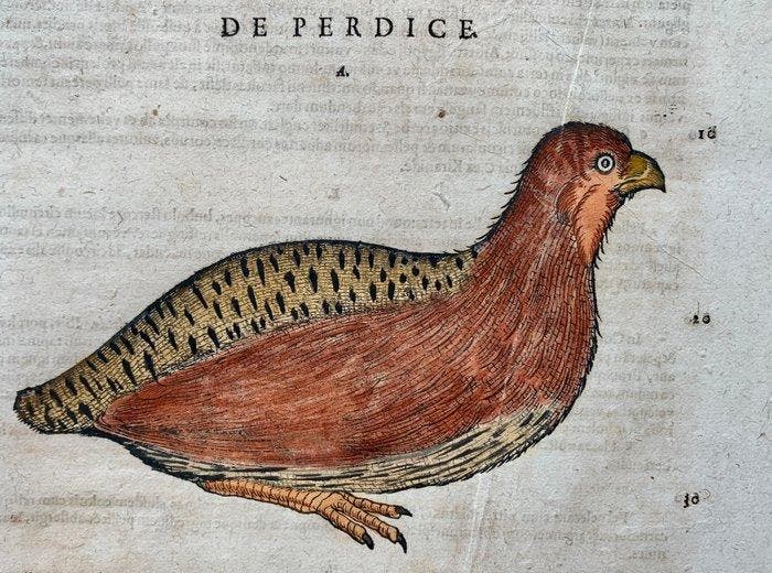Conrad Gesner - Vogelbuch - 1617, Antiek en Kunst, Antiek | Boeken en Manuscripten