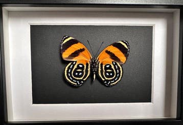 Vlinder Taxidermie volledige montage - Callicore cynosura -