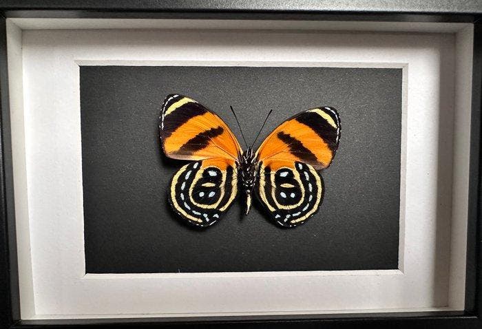 Vlinder Taxidermie volledige montage - Callicore cynosura -, Antiek en Kunst, Curiosa en Brocante