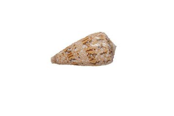 Australische rariteit: Conus victoriae f. nodulosus (47 mm), Nieuw