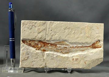 Prachtigste fossiele vis op steen - - Gefossiliseerd dier -, Verzamelen