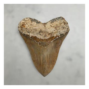 Megalodon - Fossiele tanden - 142 mm - 115 mm, Verzamelen