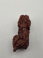 Gefossiliseerd dier - 6 cm (Zonder minimumprijs)