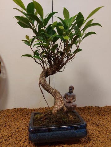 Bonsaï Figuier (Ficus) - Hauteur (arbre) : 30 cm -
