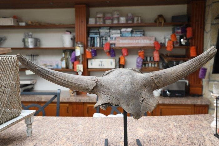 Bizon - Fossiele schedel - Bison Priscus - 35 cm - 106 cm, Collections, Minéraux & Fossiles