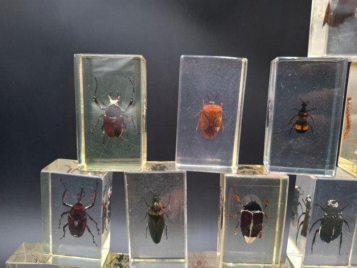 Ongewervelde Taxidermie volledige montage - Scarabaeidae -, Antiek en Kunst, Curiosa en Brocante