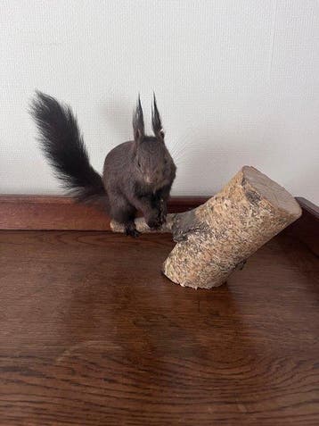 Red Squirrel - Taxidermie volledige montage - Sciurus, Nieuw