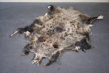 Sanglier Support mural pour taxidermie - Sus scrofa - 125 cm, Collections, Collections Animaux