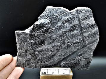 Varen - Gefossiliseerde plant - Alethopteris lonchitica
