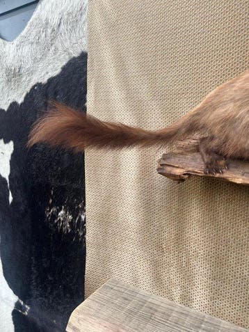 martre des pierres Support de corps entier pour taxidermie -