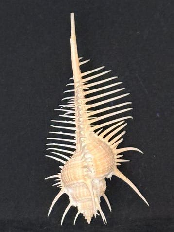 Zeeslak Zeeschelp - S-519 MUREX PECTEN (Zonder minimumprijs)