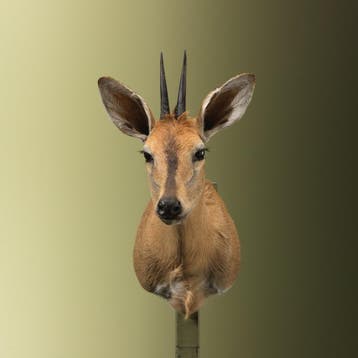 Duiker Taxidermie Opgezette Dieren By Max, Ophalen of Verzenden, Nieuw, Wild dier, Opgezet dier