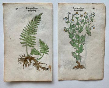 Leonhart Fuchs - Primi de stirpium historia commentariorum