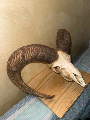 Mouflon Schedel met gewei - Muflone - 50 cm - 50 cm - 50 cm