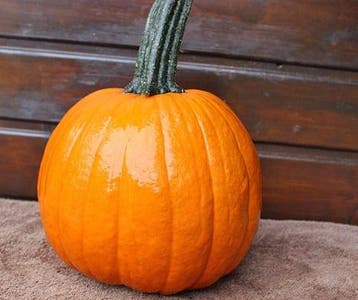 Hal. gumdrop f1 pmt opvallende halloweenpompoen, Nieuw