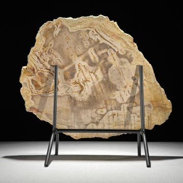 Prachtige plak versteend hout op een op maat gemaakte