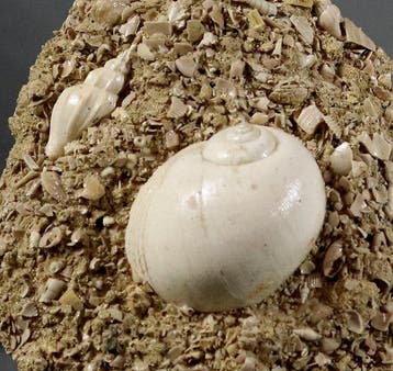 Uitzonderlijke fossiele schelp - Grote maat - Op originele, Verzamelen, Mineralen en Fossielen