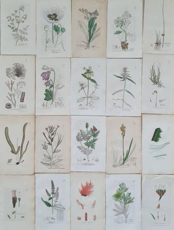 James Sowerby - 20 deels handgekleurde lithos o.a. akelei,