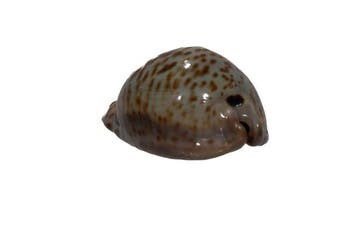 Trona stercoraria 70 mm | Rare Ratten-Kauri (Sénégal) -, Nieuw