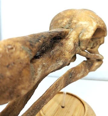 Fossiel - Fossiele schedel - Skull of Dodo (Raphus