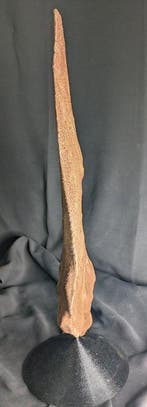 Fossiel skelet - Dorsal Plate of Stegosaurus stenops-