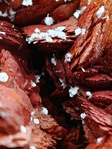 ALPINO, sidérite rouge avec hématite et aragonite blanche,