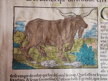 Sebastian Münster (1489–1552) - Cosmographie Universelle -