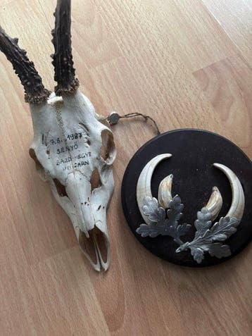 Ree Slagtand - Sus scrofa - 0 cm - 0 cm - 0 cm - (3), Antiek en Kunst, Curiosa en Brocante