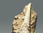 Gastropode - Gefossiliseerde schelp - Campanile giganteum -, Verzamelen