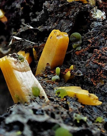 Oranje wulfeniet-esthetiek met groene mimetite-sferen, Uniek
