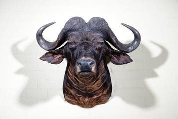 Large Cape Buffalo Taxidermie wandmontage - Syncerus caffer, Nieuw