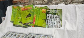 Insectes Support de corps entier pour taxidermie - Insecta -, Collections