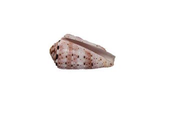 Pièce de collection éclatante de couleurs : Conus aurisiacus
