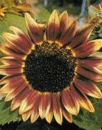 Helianthus Marley F1 Zonnebloemzaden