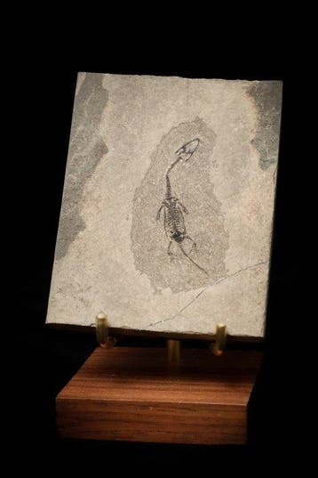 Reptile marin - Animal fossilisé - Keichousaurus sp. - 9 cm