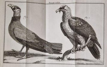 [Martinus Nijhof] /Carl Linnaeus - Natuurlyke Historie, Of, Antiek en Kunst