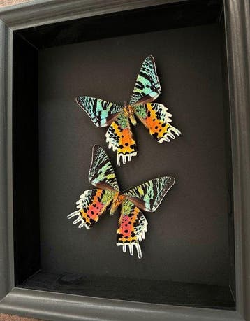 Mot Taxidermie volledige montage - Urania Ripheus Femelles -, Verzamelen, Nieuw