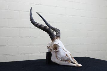 Impala africain de grande taille Crâne - Aepyceros melampus