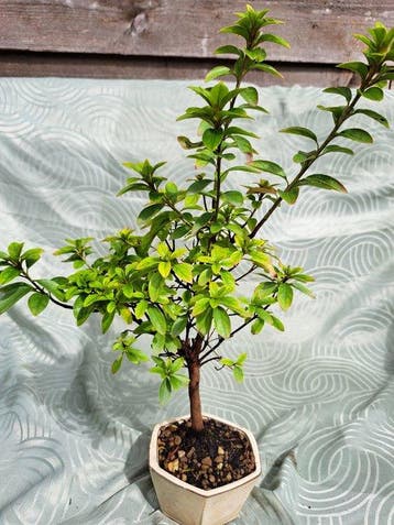 Azalea Bonsai - Hoogte (boom): 35 cm - Diepte (boom): 25 cm